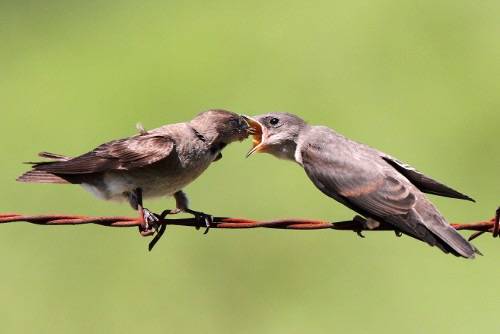 Image cannot be used without permission from Laure Wilson Neish